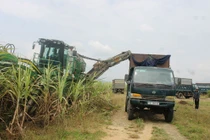Người trồng mía Khánh Hoà thoát “thế bí” nhờ máy thu hoạch 9 tỷ 