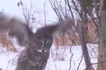 Video: Cú xám quên mất cách bay, ngã sấp mặt xuống tuyết