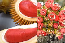 Thích thú sầu riêng ruột đỏ giá 130.000 đồng/kg