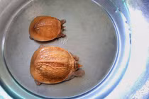 Cặp cua đinh vàng ruộm đột biến, trả tiền đô chủ vẫn nói không