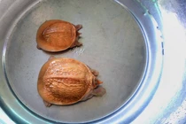 Cặp cua đinh vàng ruộm đột biến, trả tiền đô chủ vẫn nói không