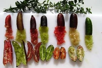 Độc đáo chanh ngón tay lạ mắt đẻ ra tiền