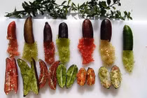 Độc đáo chanh ngón tay lạ mắt đẻ ra tiền