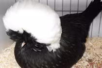 Tận mục gà cảnh đầu xù nghìn đô hút hồn đại gia Việt