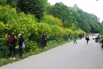 Tháng 11 đi du lịch ngắm hoa trong nước ngắn ngày ở đâu?