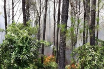 Cháy dữ dội khu rừng thông Trung tâm văn hoá Huyền Trân