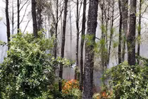 Cháy dữ dội khu rừng thông Trung tâm văn hoá Huyền Trân