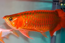 Điều ít biết về loại cá huyết rồng mê hoặc đại gia