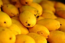 Ăn xoài có thể ngăn ngừa ung thư vú