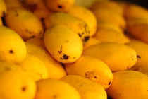 Ăn xoài có thể ngăn ngừa ung thư vú