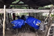 Rét kỷ lục 40 năm ở miền Bắc: 1.600 gia súc chết cóng