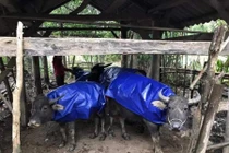 Rét kỷ lục 40 năm ở miền Bắc: 1.600 gia súc chết cóng