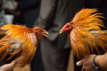 Tận mục trang trại nuôi gà chọi khổng lồ hái ra tiền