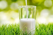 Không ngờ sữa dê còn tốt cho sức khỏe hơn cả sữa bò