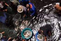 Kinh ngạc cảnh bắt cá ở trung tâm thương mại bỏ hoang