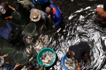 Kinh ngạc cảnh bắt cá ở trung tâm thương mại bỏ hoang