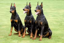 Hai giống chó trong vụ 4 con chó cắn chủ siêu đắt cỡ nào?