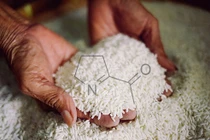 Sự thật thú vị về lúa gạo, thực phẩm hằng ngày của chúng ta