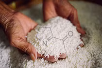 Sự thật thú vị về lúa gạo, thực phẩm hằng ngày của chúng ta