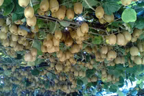 Hình ảnh ấn tượng trong vườn kiwi khổng lồ