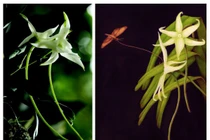 Loài hoa hiếm nhất thế giới, Charles Darwin lý giải cả đời không xong