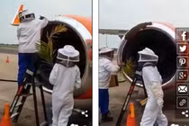 20.000 con ong khiến 3 chuyến bay không cất cánh được