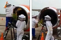 20.000 con ong khiến 3 chuyến bay không cất cánh được