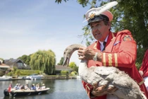 Truyền thống đếm thiên nga kỳ lạ của Hoàng gia Anh