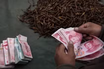 Xem dân Trung Quốc “kiếm bộn” nhờ săn đông trùng hạ thảo 