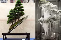 Mãn nhãn những chậu bonsai mini dáng độc lạ