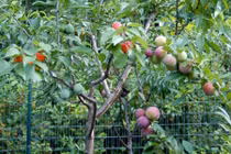 Phát sốt với cây kỳ lạ “đẻ” ra 40 loại quả độc