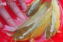 Nam Định: Đã mắt ngắm đàn cá vàng như nghệ, thu trăm triệu/năm