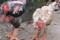 "Gà rồng" Việt Nam 50 triệu/cặp gây sốc báo Anh