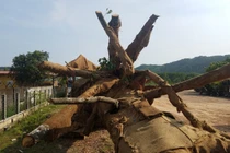 Bị phạt 82 triệu đồng, chủ xe bác tin chở cây "siêu khủng" cho thiếu tướng