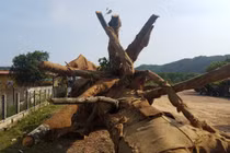 Bị phạt 82 triệu đồng, chủ xe bác tin chở cây "siêu khủng" cho thiếu tướng