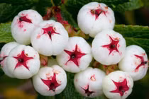 Hình ảnh việt quất màu trắng cực hiếm hút hồn bà nội trợ