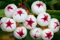 Hình ảnh việt quất màu trắng cực hiếm hút hồn bà nội trợ