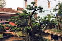 Sân vườn xinh đẹp ngập cây cảnh, hoa lá giữa lòng Hà Nội