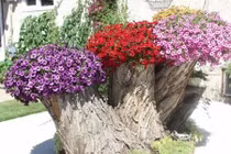 Cách hô biến gốc cây thành chậu hoa trang trí đẹp mắt