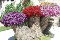 Cách hô biến gốc cây thành chậu hoa trang trí đẹp mắt