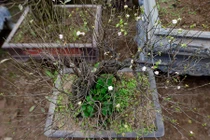 Thăm những vườn mai, đào, quất cảnh tiền tỷ đón Tết 