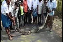 Trăn “quái vật” bò vào chùa Ấn Độ, 5 người khiêng không hết
