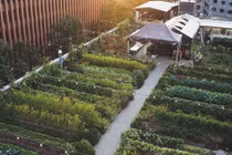 Tận mục những nhà hàng tự trồng vườn rau trên tầng thượng