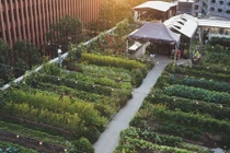 Tận mục những nhà hàng tự trồng vườn rau trên tầng thượng