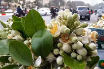 Tự làm tinh dầu hoa bưởi tại nhà dùng làm đẹp cả năm