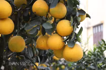 Vườn bưởi cảnh cổ thụ tiền tỷ được đại gia “săn” chơi Tết