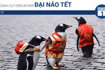 Video: Chim cánh cụt diện áo mới đại náo Tết