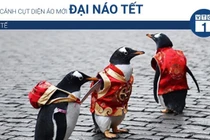 Video: Chim cánh cụt diện áo mới đại náo Tết