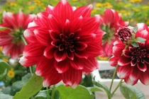 Chị em mê mẩn trồng hoa thược dược nhiều màu đón Tết