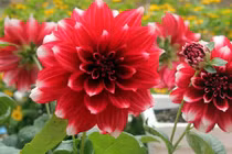 Chị em mê mẩn trồng hoa thược dược nhiều màu đón Tết